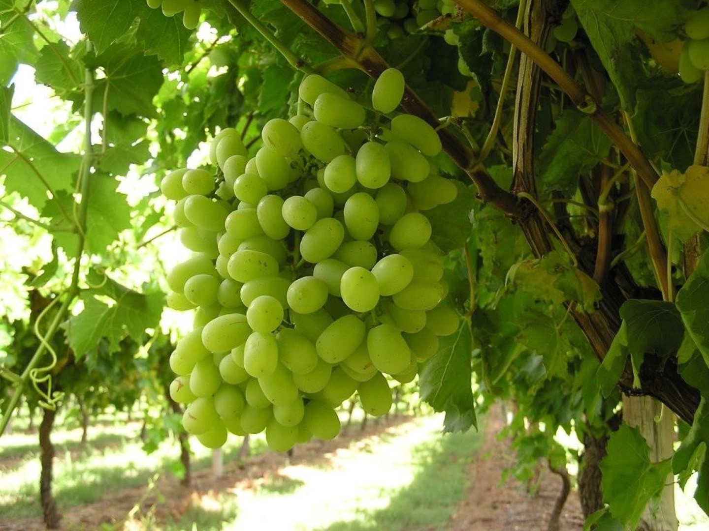 Presidenta SAN ante formalización del Systems Approach para la uva de mesa: «Será un hito para el cual ya estamos preparados»