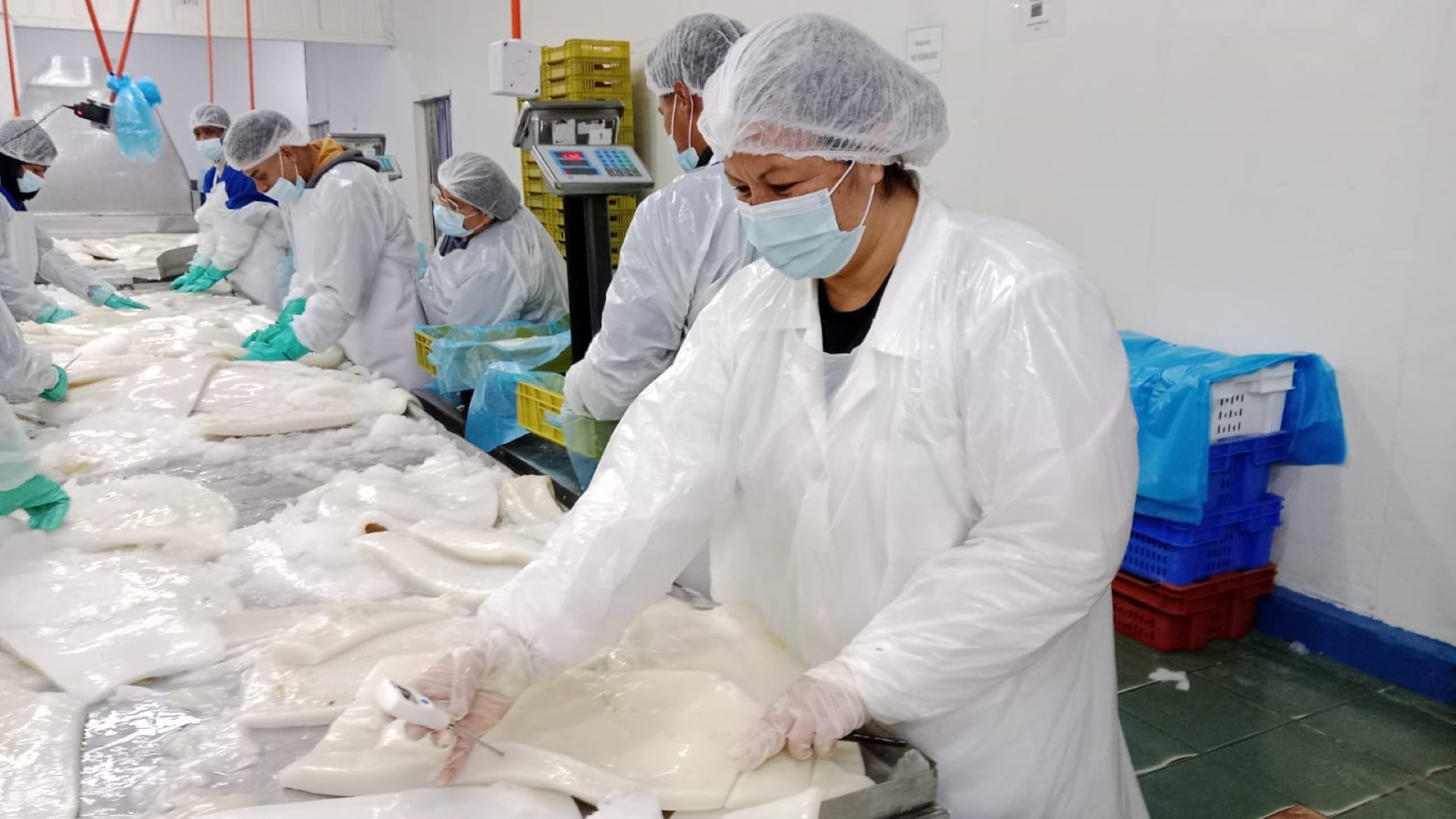 Industria Pesquera de Coquimbo Conquista Mercados Globales con Rigurosas Certificaciones de Calidad y Sostenibilidad