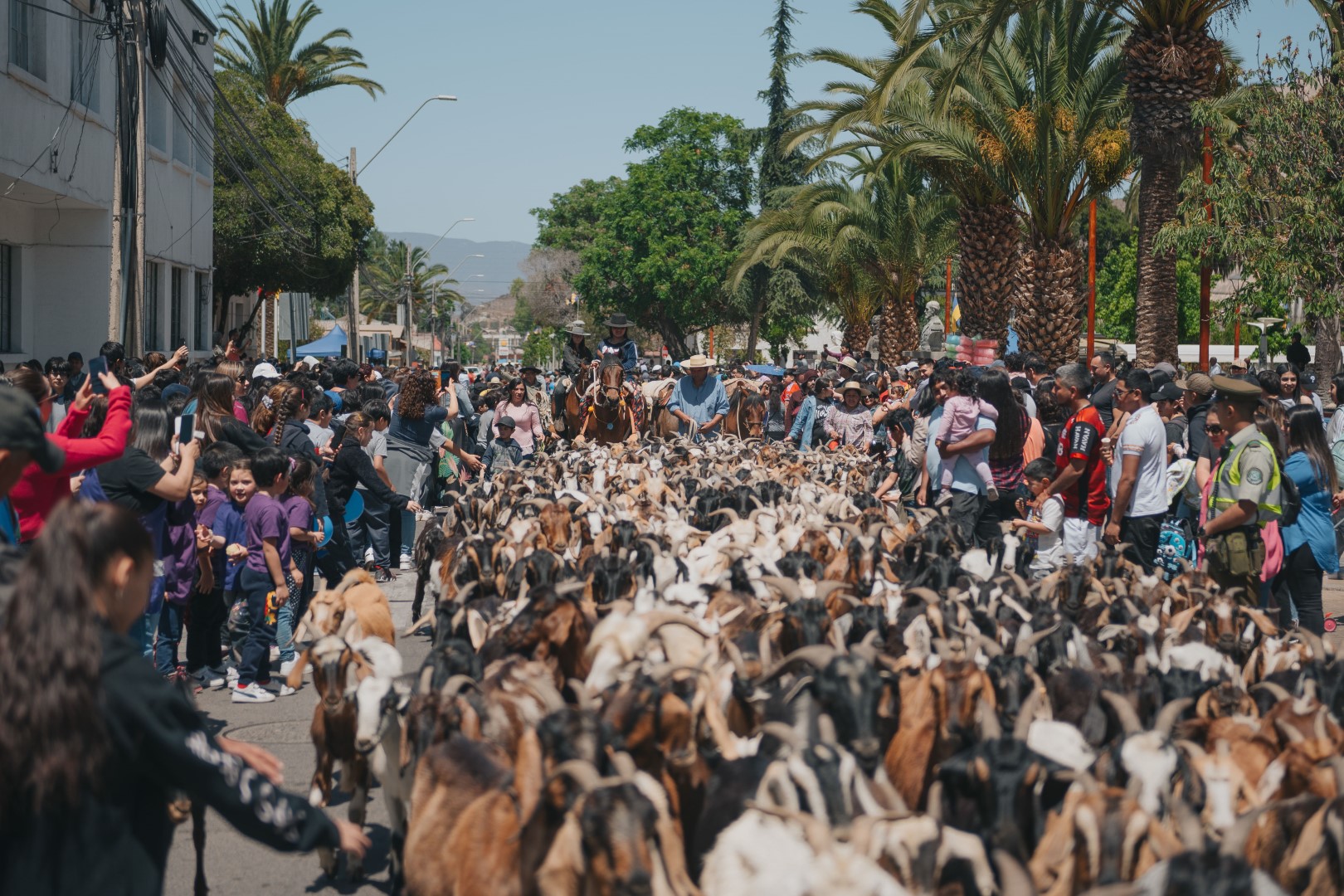 Illapel se llena de cultura y tradición con la XV versión del Día de la Trashumancia y el Criancero Caprino
