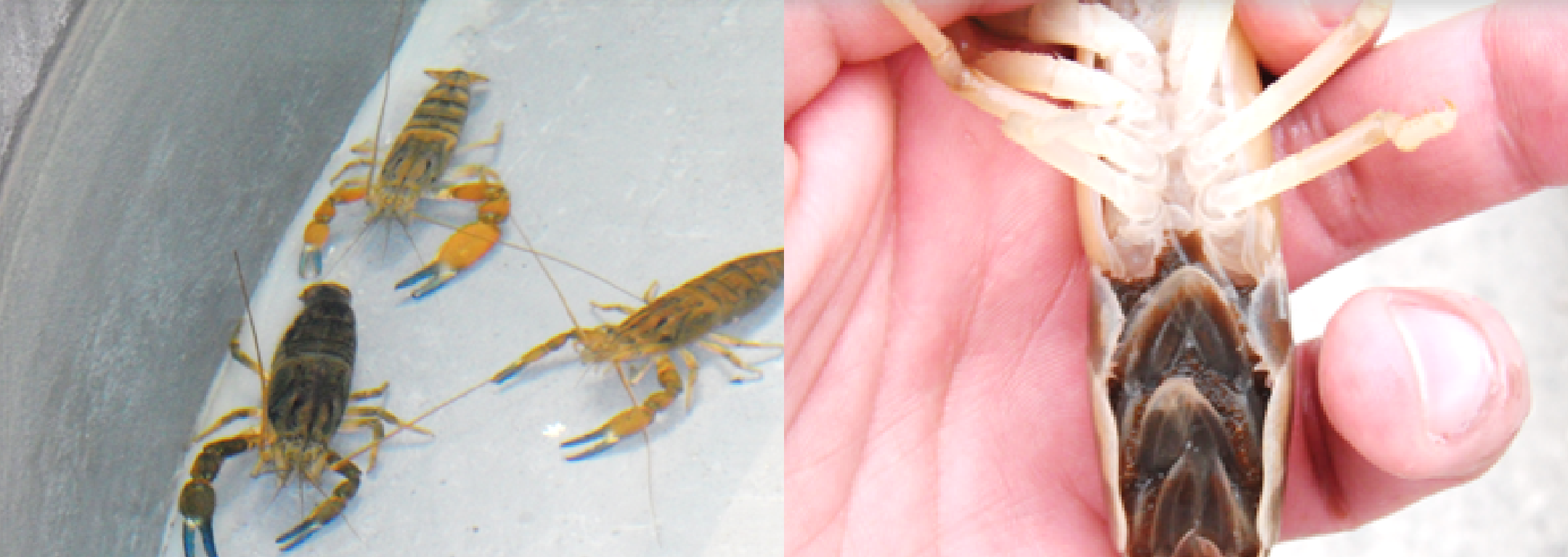 Investigación tecnológica IDeA UCN adjudica proyectos con impacto en acuicultura