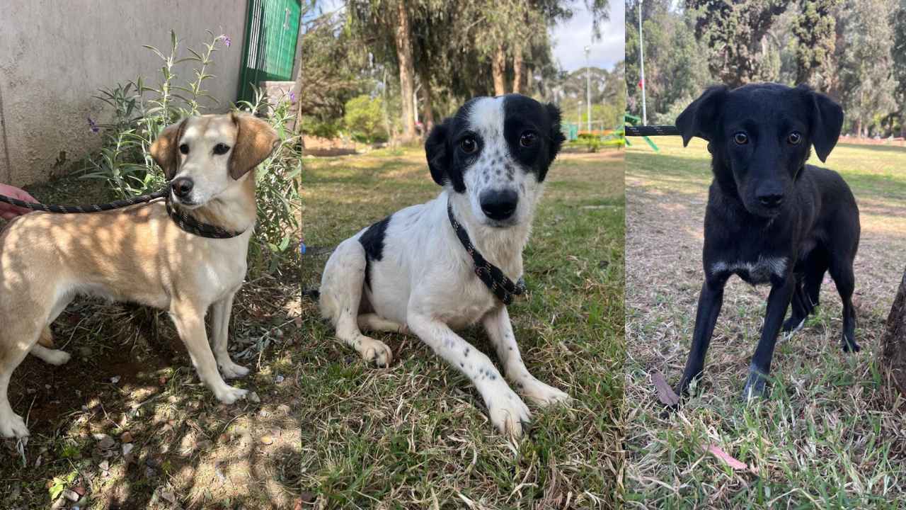Municipalidad de La Serena dará en adopción a perros rescatados desde incendio