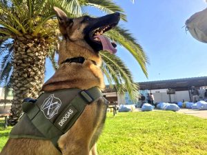 OS7 de Carabineros incauta más de 1.800 kilos de marihuana oculta bajo nitrato de sodio