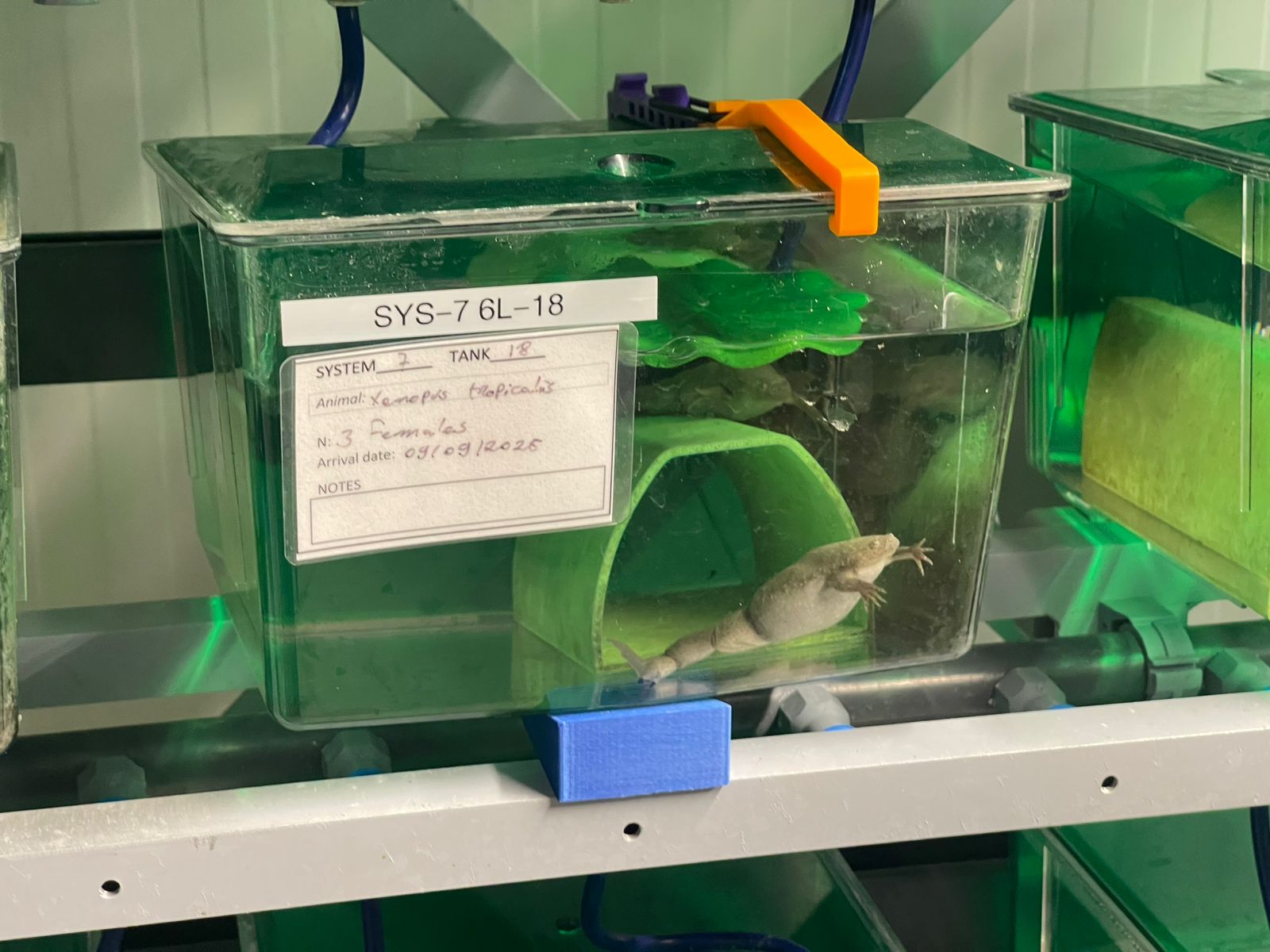 Startup con base en Coquimbo proyecta tecnología de monitoreo acuícola a mercados internacionales