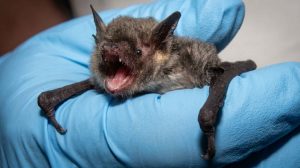 Confirman caso de rabia en murciélago en La Serena: autoridades llaman a tomar precauciones