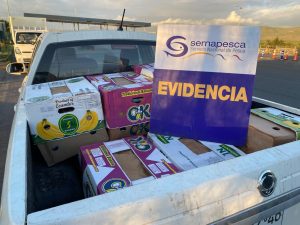 2 mil unidades de ostiones fueron incautadas en fiscalización de Sernapesca y Carabineros en Tongoy