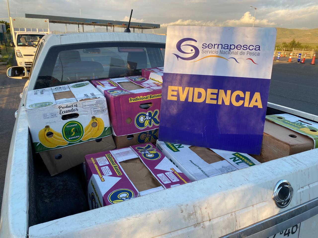 2 mil unidades de ostiones fueron incautadas en fiscalización de Sernapesca y Carabineros en Tongoy