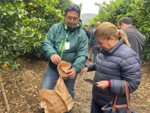 SAG implementa inédita Técnica del Insecto Estéril en Monte Patria para reforzar erradicación de la Mosca de la Fruta
