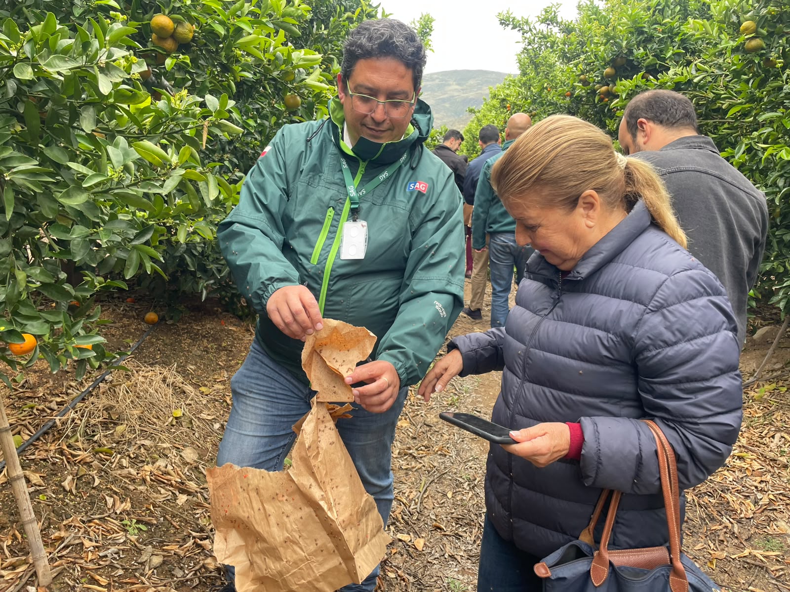 SAG implementa inédita Técnica del Insecto Estéril en Monte Patria para reforzar erradicación de la Mosca de la Fruta