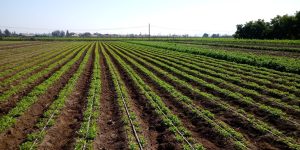 CNR reitera llamado a Pequeños agricultores del Norte Chico para postular a concurso dirigido a proyectos no seleccionados