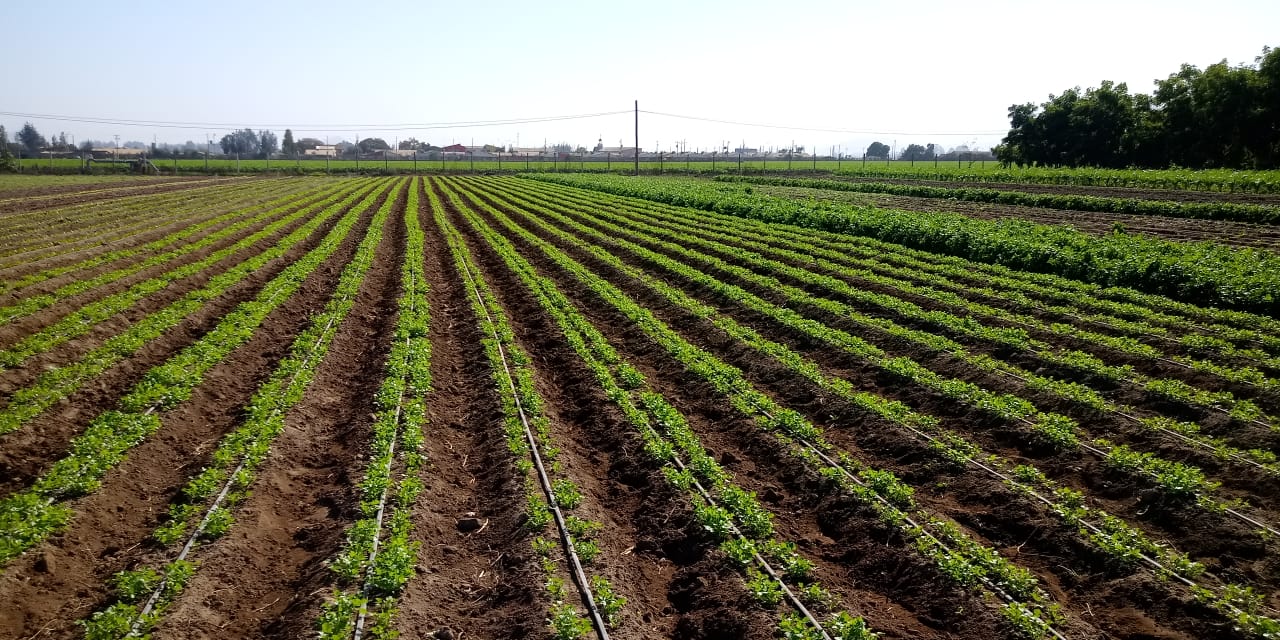 CNR reitera llamado a Pequeños agricultores del Norte Chico para postular a concurso dirigido a proyectos no seleccionados