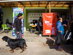 Salamanca alcanza 1.500 esterilizaciones gratuitas con programa financiado por SUBDERE
